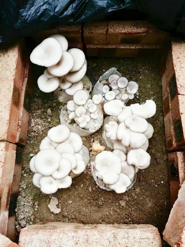 必赢242net官网||管理学院||以劳育人树新风 筑梦青春共成长