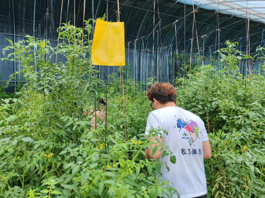 暑期社会活动实践（二）：保定市满城漕河沐阳农业生态园授牌活动