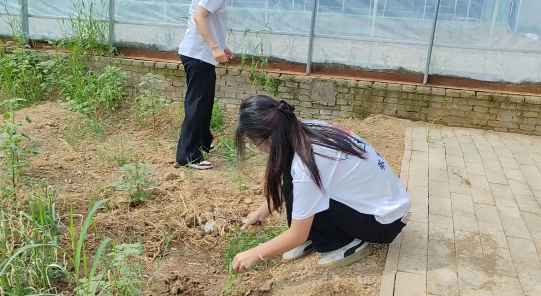 暑期社会活动实践（二）：保定市满城漕河沐阳农业生态园授牌活动