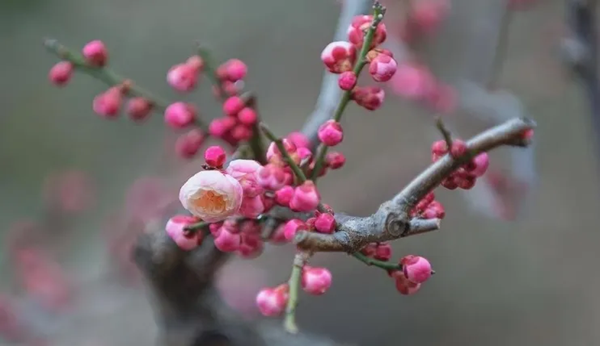 传统节日|必赢242net官网|管理学院|二十四节气之小寒
